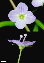 Veronica scutellata. Flowers. Scale = 1 mm.
 Image: P.J. Garnock-Jones © P.J. Garnock-Jones CC-BY-NC 3.0 NZ